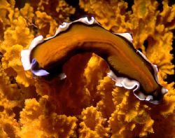 'Orange Study' Of the phylum Platyhelminthes flatworms di... by Rick Tegeler 